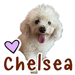 Chelsea dog