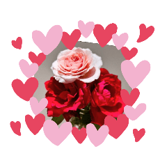 Briliant Rose_20240216212725