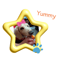 dachshund  Pipi -  Cute  Diary