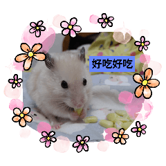 可愛寵物貼