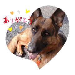 LOVE シェパード