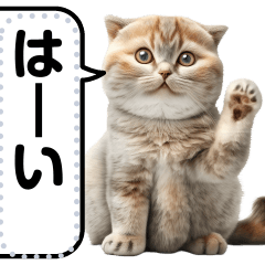 Realistic Cats Message stickers