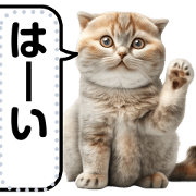 Realistic Cats Message stickers