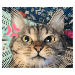 sakura_20240217135022