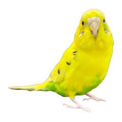 budgie yellow yellow stamp