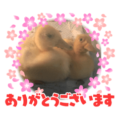 SAKURA_20240216205459