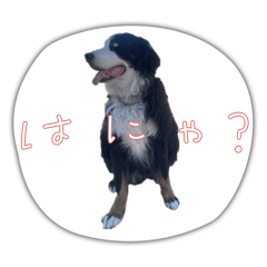 rinzou_20240217040025