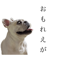 yochimaru_Frenchbulldog