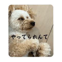 RAMU_toy poodle