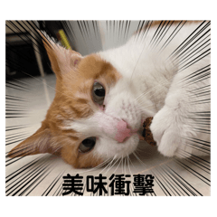 Kiki x Vi寶 喵喵喵