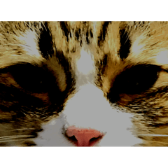 Sato cat_20240217181902