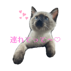 ねこねこファミリー5577