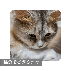 あるじゃムライ