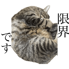 taroshin_20240217210728