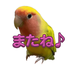 kayo_20240218110439