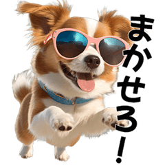 Everyday Sunglasses Dog