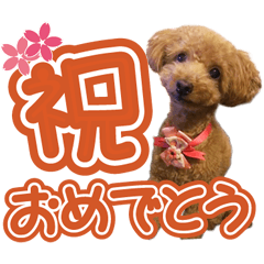 a real dog toy poodle moco japanese 6