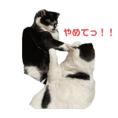 puku_20240217234413