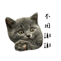 Kuma是隻貓2.0