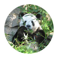 Panda is eating bamboo