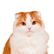 Lattte cute Sticker