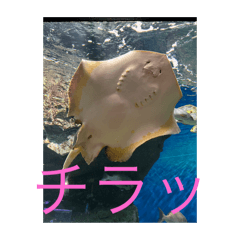 Sakura_20240218171422