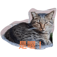 Qin的貓之花面貓～！
