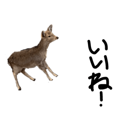 deer yuto