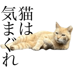 YNU cats that convey their feelings