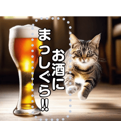 alcoholic cat alcoholic cat
