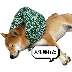 Daily life of Mameshiba Inu Chibi 1