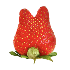 草莓蜜語
