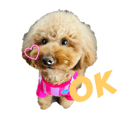 toy gin_20240219185819