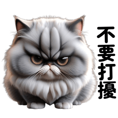 Grey Angry Cat