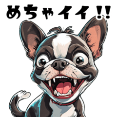 Cute Boston Terrier for everyday use