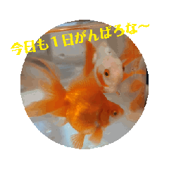 金魚ちゃんスタンプ（琉金）