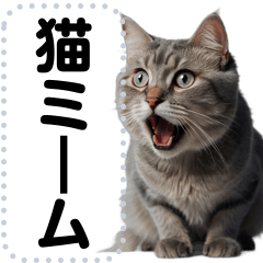 猫ミーム詰め合わせセット【面白い可愛い】
