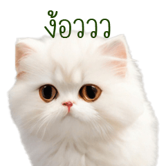 Persian cat cute sticker by nimo