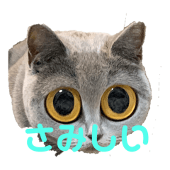 可愛い癒しのまるちゃんスタンプ