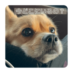 Pekingese and Corgi mix.