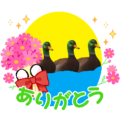 Trendy Ducks