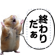 Let's play with hamster memes.