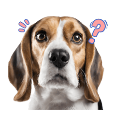 Gentle Beagle Dog