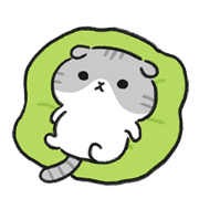 Freedom Scottish Fold2
