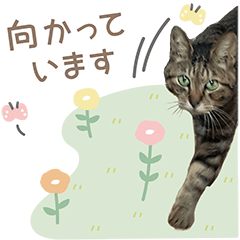 Uchino Tsundere cat