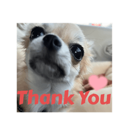 Chihuahua KonaKona