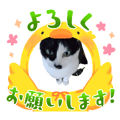 My cat Fuku-chan