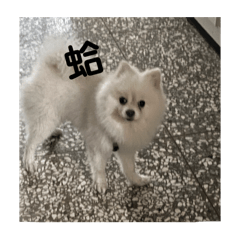 臭臭小狗語錄