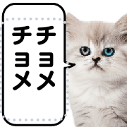 Realistic Cats Message stickers2