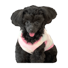 Unicchi_20240223165045